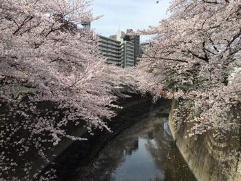 面影橋から神田川の桜